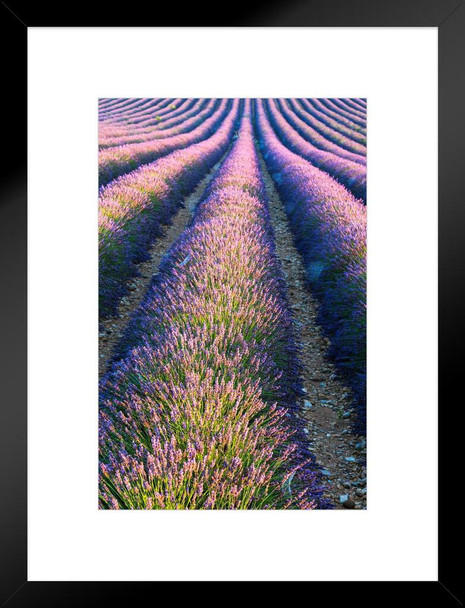 Lavender Field in Full Bloom Provence France Photo Matted Framed Art Print Wall Decor 20x26 inch