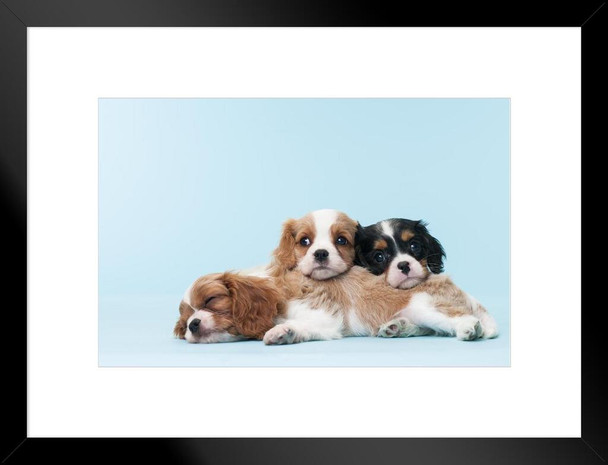 Cavalier King Charles Spaniel Puppies Dogs Relaxing Puppy Black Brown Cute Dog Breed Sleeping Animal Photo Photograph Matted Framed Art Wall Decor 26x20