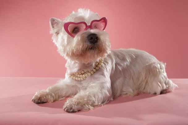Laminated Cute Fashionable West Highland Terrier Wearing Necklace and Glasses Photo Art Print Poster Dry Erase Sign 18x12