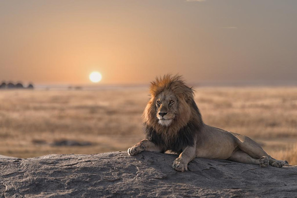 Laminated A Male Lion Sitting On Rock Watching His Land Photo Art Print Poster Dry Erase Sign 18x12