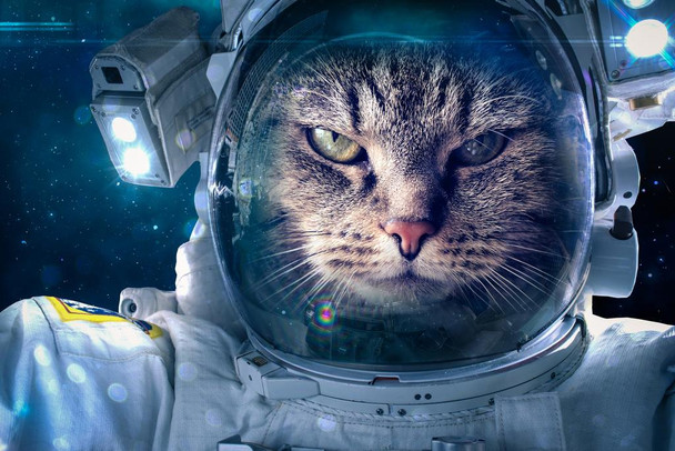 Laminated Cat in Space Funny Outer Space Cat Poster Funny Wall Posters Kitten Posters for Wall Motivational Cat Poster Funny Cat Poster Inspirational Cat Poster Poster Dry Erase Sign 12x18