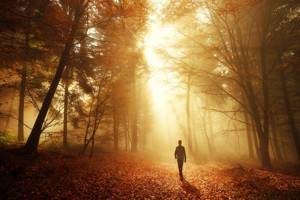 Walk In Breathtaking Light Of The Autumn Forest Nature Landscape Photo Cool Wall Art Print Poster 36x24