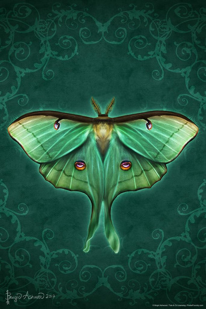 Laminated Damask Luna Moth by Brigid Ashwood Butterfly Decor Insect Wall Art Moths Butterflies Illustration Poster Dry Erase Sign 12x18