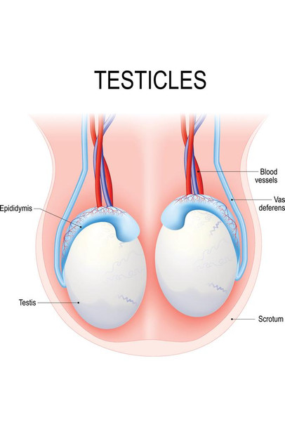 Laminated Testicles Human Anatomy Diagram Educational Chart Poster Dry Erase Sign 12x18