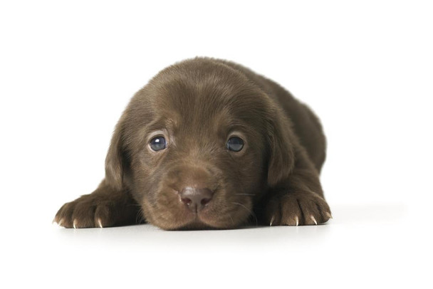 Laminated Close Up Adorable Brown Labrador Retriever Puppy Lying Down Dog Face Portrait Animal Photo Photograph Poster Dry Erase Sign 18x12