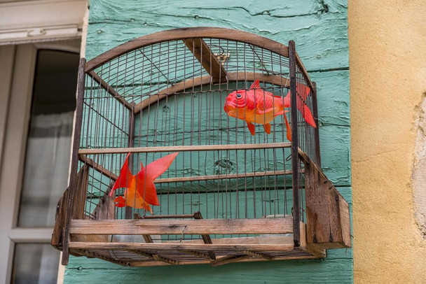Laminated Goldfish in a Birdcage Photo Sculpture Cool Fish Poster Aquatic Wall Decor Fish Pictures Wall Art Underwater Picture of Fish for Wall Wildlife Reef Poster Poster Dry Erase Sign 18x12