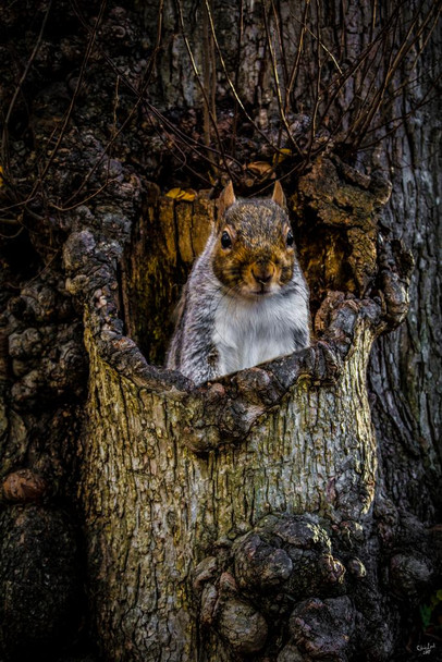 Laminated Pop Up Squirrel In Tree by Chris Lord Nature Wild Animal Cute Squirrel Den Tree Branch Photo Photograph Poster Dry Erase Sign 12x18