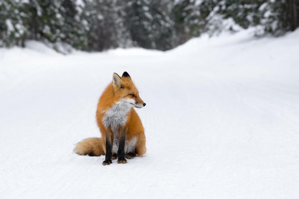 Laminated Winter Watcher Red Fox Sitting in Snow Pictures For Wall Fox Poster Fox Pictures For Wall Decor Cool Fox Wall Art Fox Animal Decor Wildlife Fox Animal Wall Decor Poster Dry Erase Sign 18x12