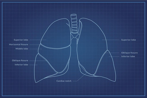 Laminated Human Lungs Diagram Blueprint Educational Chart Poster Dry Erase Sign 18x12