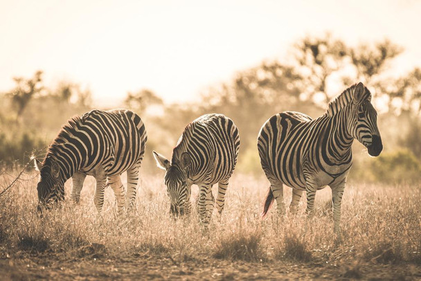 Laminated Herd of Zebras Kruger National Park South Africa Photo Art Print Poster Dry Erase Sign 18x12