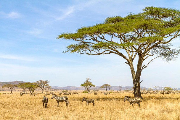 Laminated Herd of Zebras Eating Grass on Savannahs of Africa Photo Art Print Poster Dry Erase Sign 18x12