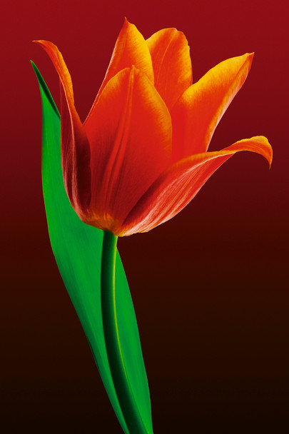 Tulip Bloom On Field Of Red Photo Photograph Cool Wall Decor Art Print Poster 24x36