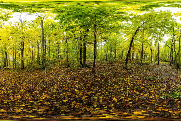 Laminated Autumn in Forests of Norway 360 Degree Panorama Photo Art Print Poster Dry Erase Sign 18x12