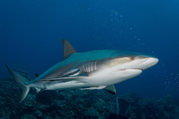 Laminated Gray Reef Shark Underwater Photograph Shark Posters For Walls Shark Pictures Cool Sharks Of The World Poster Shark Wall Decor Ocean Poster Wildlife Art Print Poster Dry Erase Sign 18x12