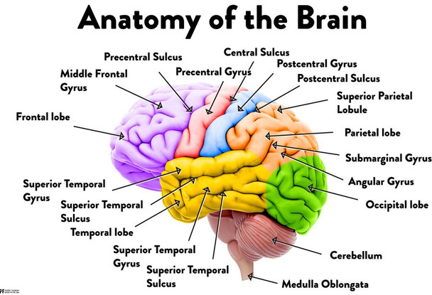 Human Brain Anatomy Regions Labeled Educational Chart Laminated Dry Erase Sign Poster 18x12