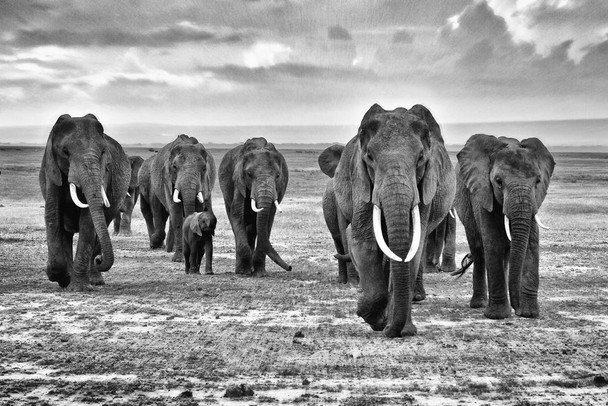 Laminated Family of Elephants Walking on the African Savannah Photo Art Print Poster Dry Erase Sign 18x12