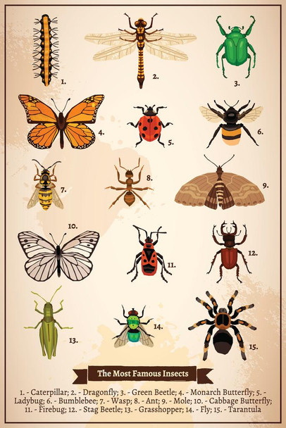 The Most Famous Insects Vintage Book Page Diagram Insect Wall Art of Moths and Butterflies butterfly Illustrations Insect Poster Moth Print Laminated Dry Erase Wall Poster 12x18