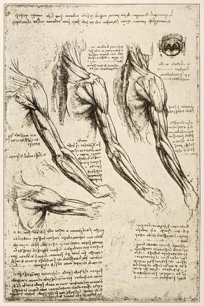 Leonardos Sketches and Drawings Anatomy Arm Muscles Art Print Laminated Dry Erase Sign Poster 12x18
