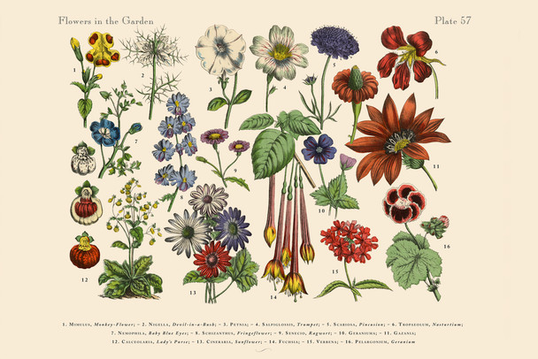 Exotic Flowers of the Garden Victorian Botanical Illustration Cool Wall Decor Art Print Poster 18x12