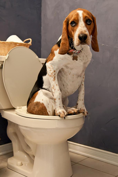 Dog Sitting On Toilet Funny Bathroom Humor Photo Dog Posters For Wall Funny Dog Wall Art Dog Wall Decor Dog Posters For Kids Animal Wall Poster Cute Animal Cool Huge Large Giant Poster Art 36x54