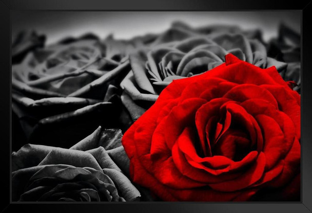 Romantic Red Rose Against Black And White Roses Art Black Wood Framed Art Poster 20x14