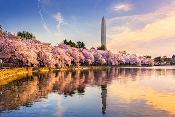 Laminated Washington DC Cherry Blossoms Monument Mall Spring Photo Poster Dry Erase Sign 18x12