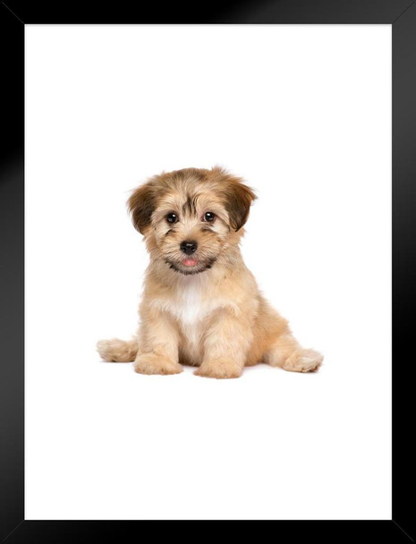 Havanese Puppy Dog Cute Sitting Puppy Posters For Wall Funny Dog Wall Art Dog Wall Decor Puppy Posters For Kids Bedroom Animal Wall Poster Cute Animal Posters Matted Framed Art Wall Decor 20x26