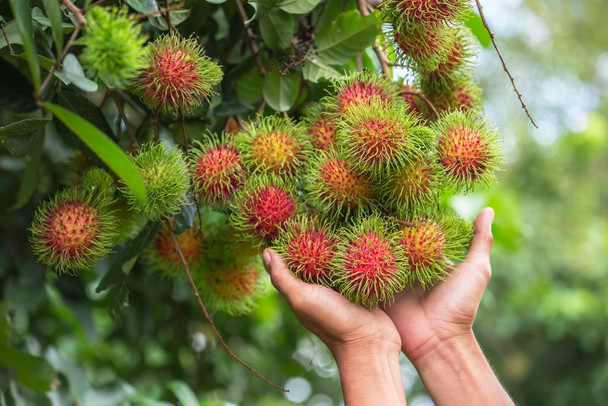 Rambutan Tropical Fruit Tree Photo Cool Wall Decor Art Print Poster 36x24