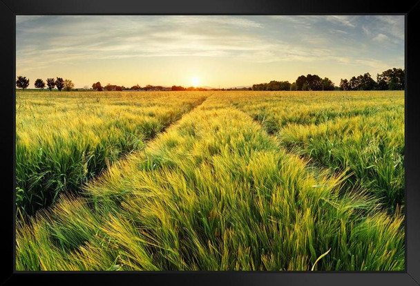 Springtime Rural Farm Landscape With Wheat Field At Sunset Black Wood Framed Art Poster 20x14