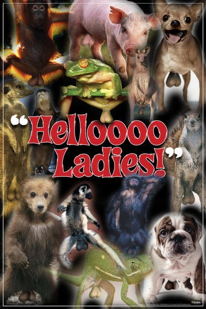 Helloooo Ladies! Animals Humor Cool Wall Decor Art Print Poster 12x18