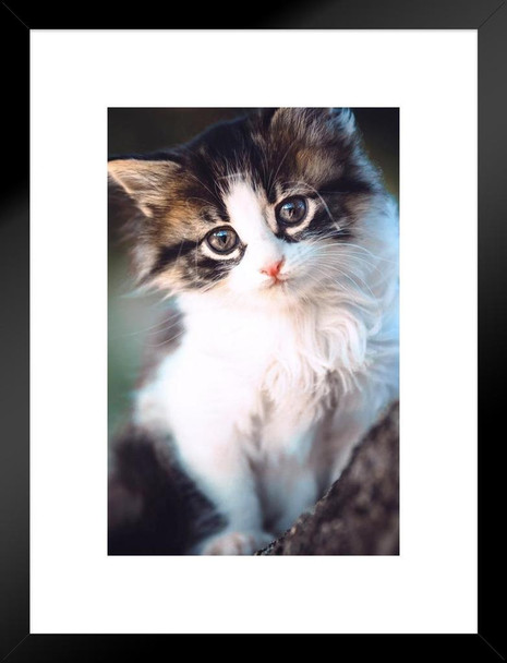 Adorable Kitten Sitting In Tree Branch Animal Portrait Photo Cat Poster Cute Wall Posters Kitten Posters for Wall Baby Cat Poster Inspirational Cat Poster Matted Framed Art Wall Decor 20x26