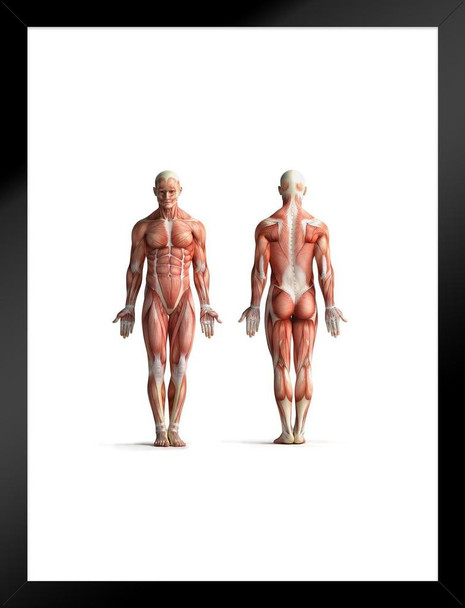 Male Human Anatomy Muscles Diagram Chart Matted Framed Wall Art Print 20x26 inch
