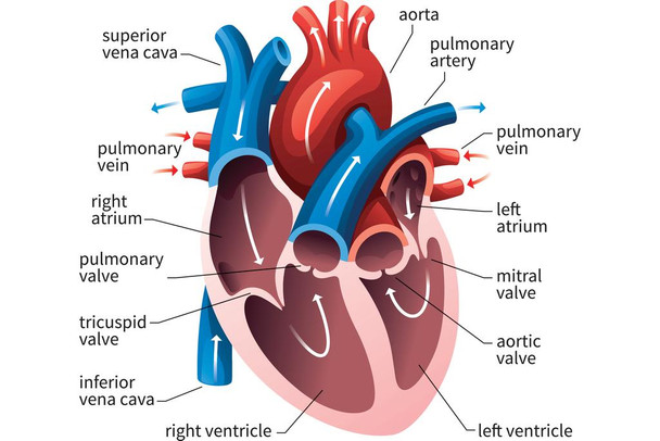 Human Heart Circulatory System Diagram Chart Medical Educational Science Class Anatomy Corazon Veins Arteries Labels Cool Wall Decor Art Print Poster 36x24