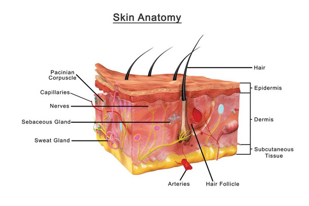 Laminated Human Skin Anatomy Cross Section Diagram Chart Poster Dry Erase Sign 18x12
