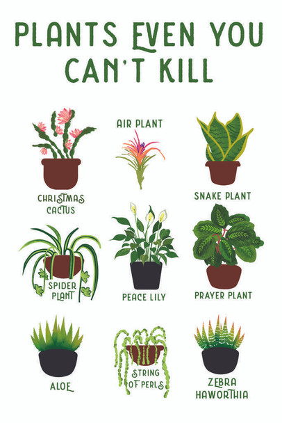 Laminated Plants Even You cant Kill Succulents Funny Poster Dry Erase Sign 12x18