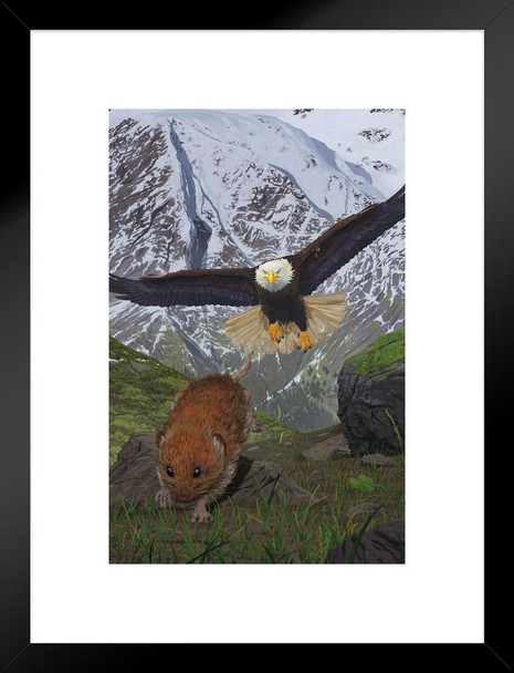 Alaska Soaring Bald Eagle Hunting Rodent by Vincent Hie Nature Matted Framed Art Print Wall Decor 20x26 inch