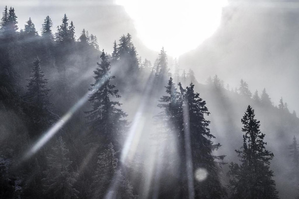 Laminated Sunshine Through Pine Trees Black and White Photo Photograph Poster Dry Erase Wall Art 36x24