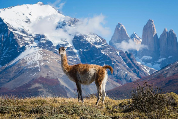 Laminated Guanaco Standing in Mountains of Patagonia Chile Photo South America Llama Animal Photograph Poster Dry Erase Wall Art 36x24