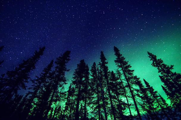 Laminated Northern Lights and Forest Photo Art Print Poster Dry Erase Wall Art 24x36