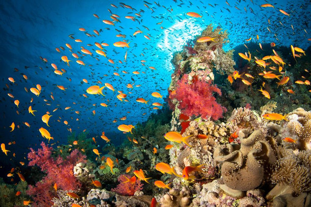 Laminated Reef Scene Tropical Fish Photo Photograph Cool Fish Poster Aquatic Wall Decor Fish Pictures Wall Art Underwater Picture of Fish for Wall Wildlife Reef Poster Poster Dry Erase Sign 36x24