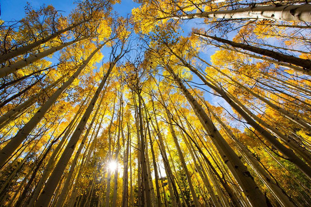 Laminated Trees Changing Colors in the Fall Aspen Colorado Photo Art Print Poster Dry Erase Wall Art 36x24