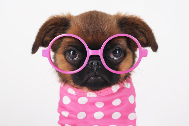 Laminated Funny Cute Puppy in Hot Pink Sunglasses Puppy Posters For Wall Funny Dog Wall Art Dog Wall Decor Puppy Posters For Kids Bedroom Animal Wall Poster Cute Animal Poster Dry Erase Sign 36x24