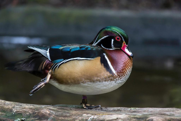 Laminated Adult Male Wood Duck on Log Photo Photograph Pictures Of Ducks Pictures Of Cute Duck Decor Duck Wall Art Cool Duck Art Print Duck Beaks Rubber Duck Art Poster Dry Erase Wall Art 36x24