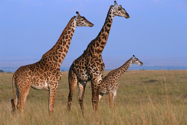 Laminated Three Giraffes Standing in Masai Mara Grassland Photo Art Print Poster Dry Erase Wall Art 36x24