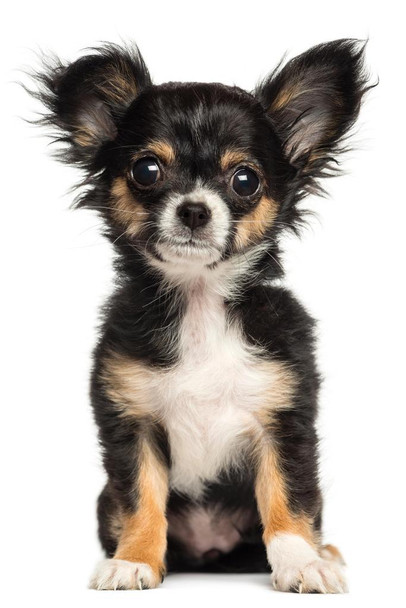 Laminated Chihuahua Puppy Sitting Posing Puppy Posters For Wall Funny Dog Wall Art Dog Wall Decor Puppy Posters For Kids Bedroom Animal Wall Poster Cute Animal Posters Poster Dry Erase Wall Art 24x36