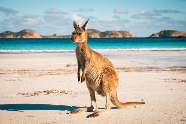 Laminated Lucky Bay Kangaroo in Esperance Photo Art Print Poster Dry Erase Wall Art 36x24