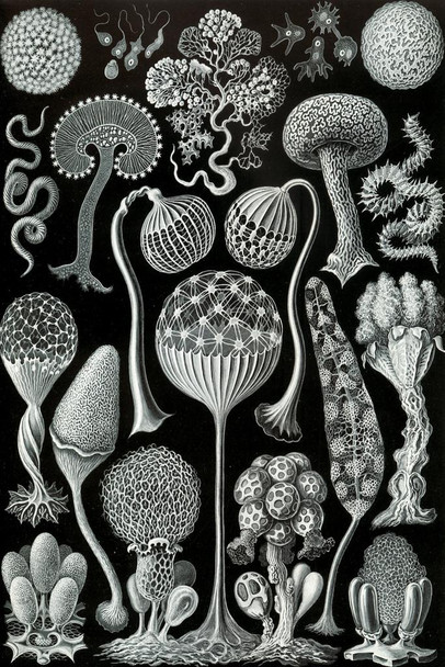 Laminated Ernst Haeckel Mycetozoa Slime Mold Mould Eukaryotic Organisms Nature Illustration Poster Dry Erase Sign 24x36