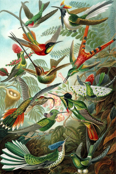 Laminated Trochilidae Variety Hummingbirds Ernst Haeckel Bird Pictures Wall Decor Beautiful Art Wall Decor Feather Prints Wall Art Nature Animal Bird Prints Poster Dry Erase Wall Art 24x36