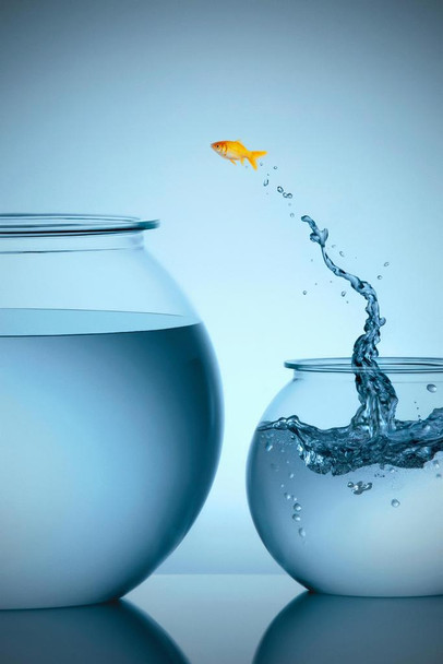 Laminated Goldfish Jumping From Small Bowl Into Big Bowl Photo Art Print Cool Wall Art Poster Dry Erase Wall Art 24x36