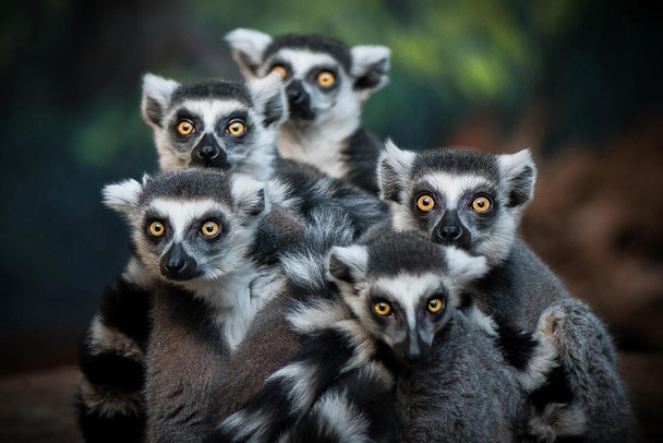 Laminated Gang of Lemurs Photo Photograph Primate Poster Monkey Decor Monkey Paintings For Wall Monkey Pictures For Bathroom Monkey Decor Tropical Nature Wildlife Art Poster Dry Erase Sign 36x24